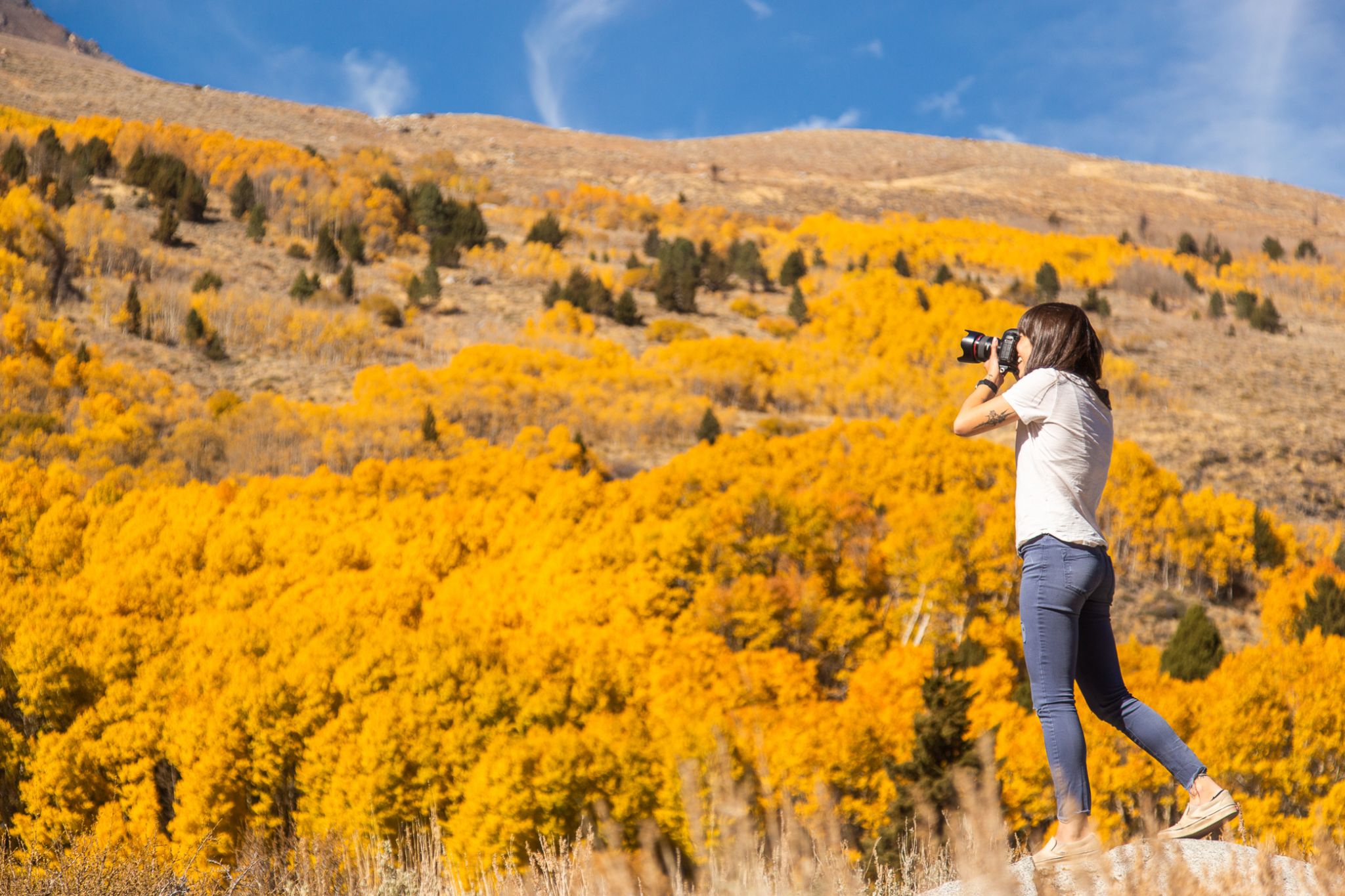 This year's California fall foliage season is one for the record books
