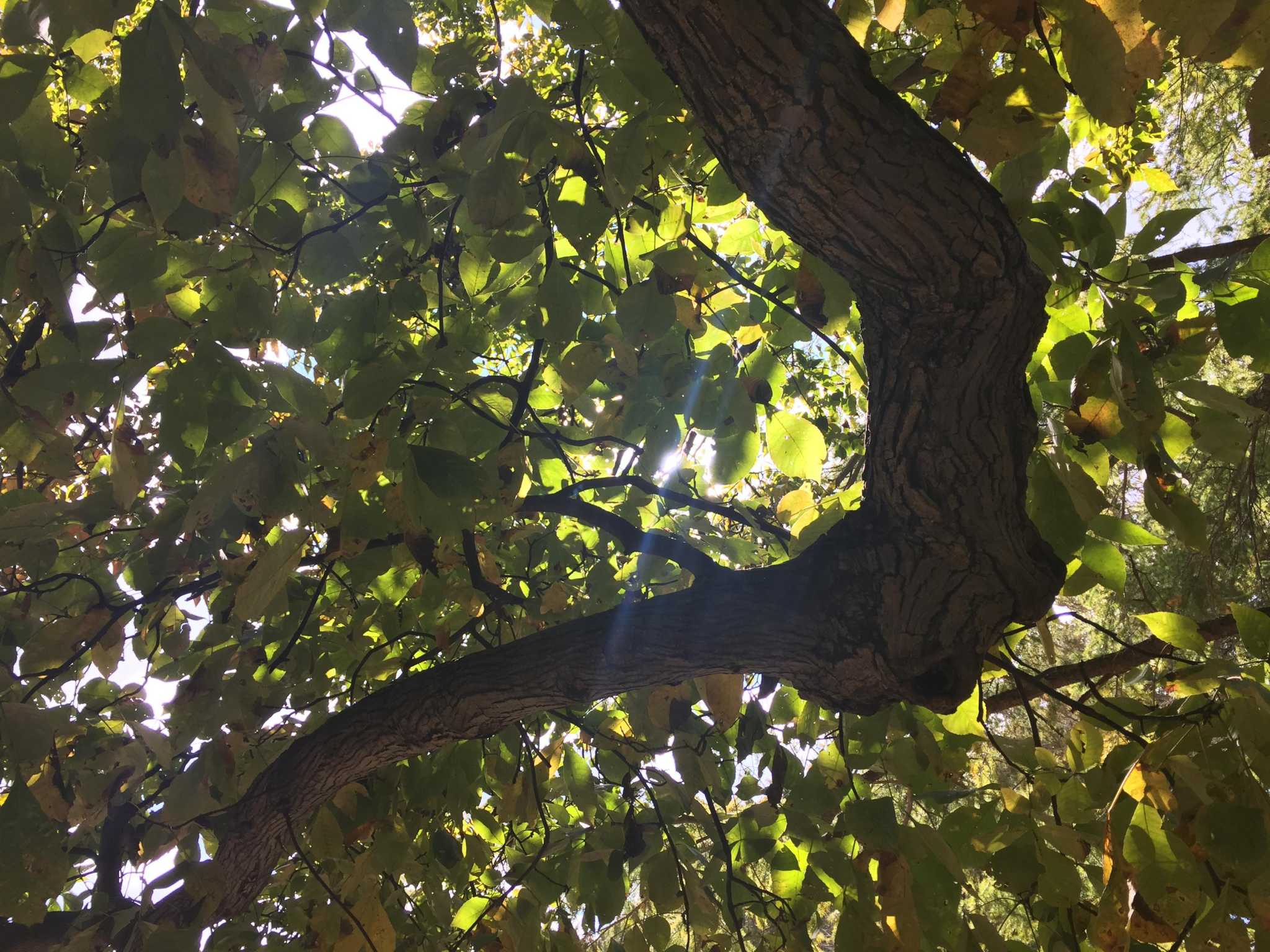 Connecticut's ash trees likely doomed