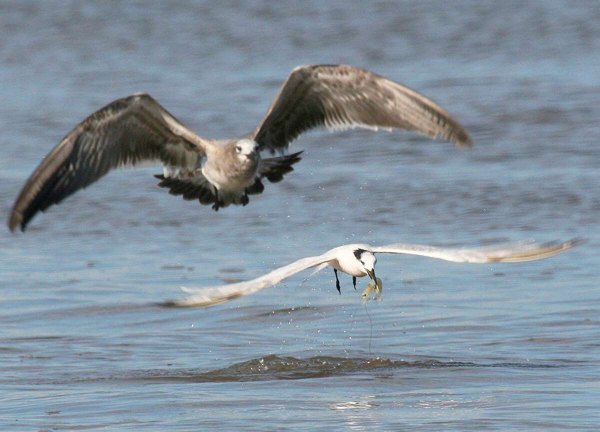 Birds help point the way to fast fall fishing in Texas bays