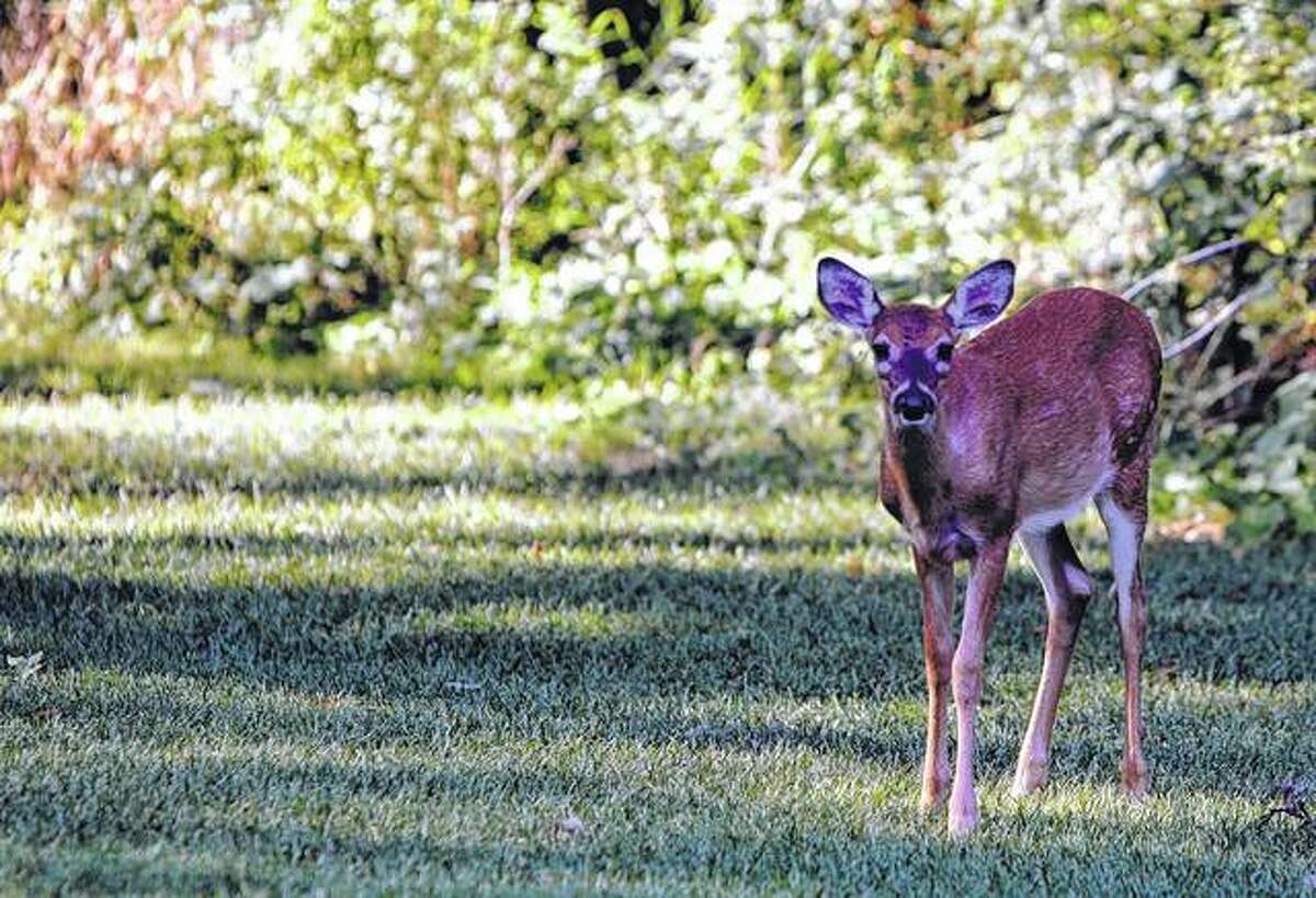 A deer wanders onto a golf course in Sugar Grove.