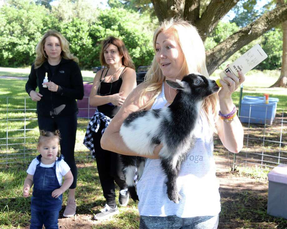 Goat Yoga KatyFulshear is all about Zen Houston Chronicle