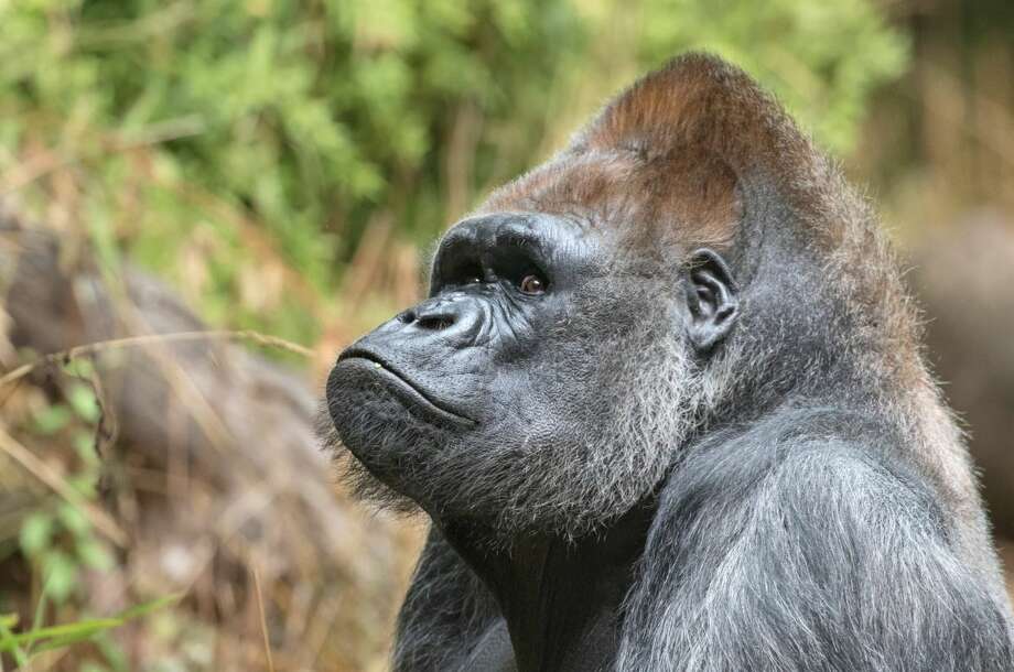 Woodland Park Zoo's oldest gorilla dies at 50 - seattlepi.com