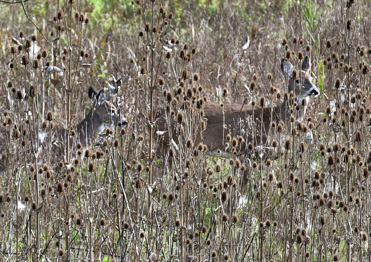 White-tailed deer in the brush along Route 787 Wednesday Nov. 7, 2018 in Menands, NY.(John Carl D'Annibale/Times Union)