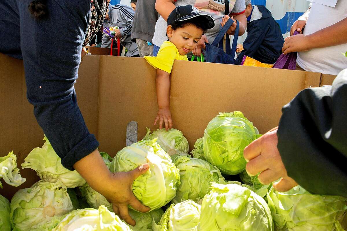 Angel Henriquez, age 2, stretches his arm to pick out a cabbage at the Fresh Food for Families program at the HUB HUSD Parent Resource Center on Thursday, Oct. 25, 2018, in Hayward, Calif.
