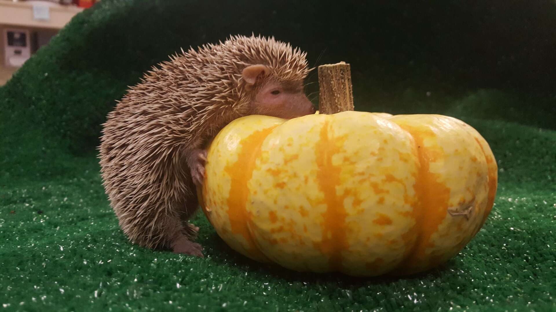 Need a break from politics? Watch Oakland zoo animals adorably feast on  pumpkins