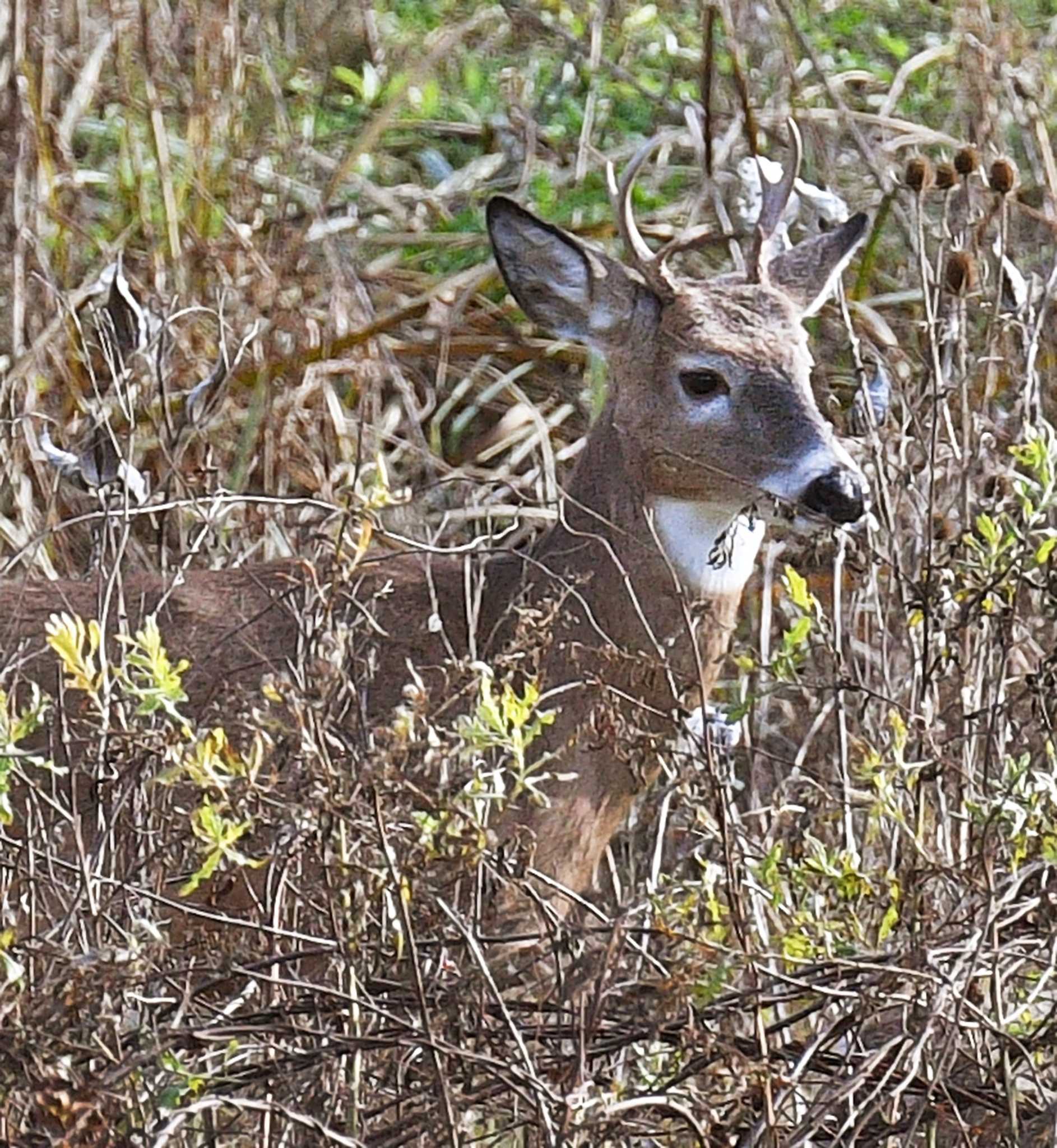 New York State Acts To Prevent Chronic Wasting Disease In Deer