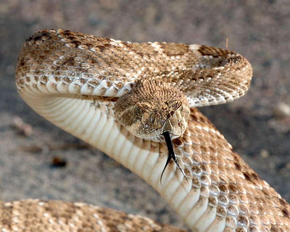 Rattlesnake sightings in the Bay Area are on the rise.