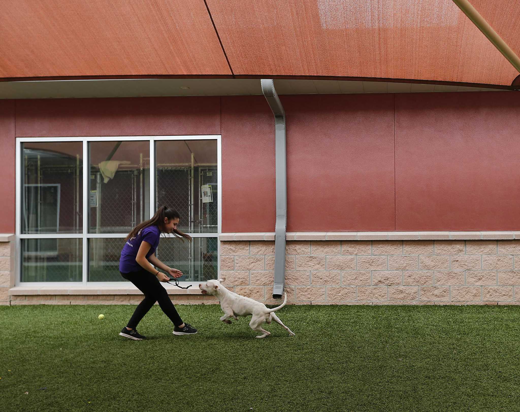 San Antonio S Animal Care Services Pantry Program In Need Of Supplies   RawImage 