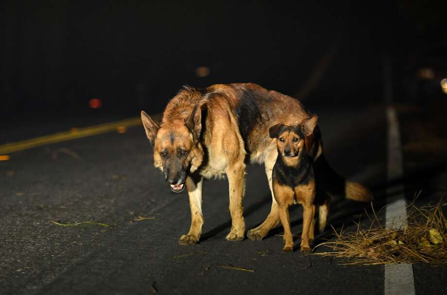 Dogs roam burned out neighborhoods as the Camp fire tears through Paradise, north of Sacramento, California on November 08, 2018. - More than one hundred homes, a hospital, a Safeway store and scores of other structures have burned in the area and the fire shows no signs of slowing. (Photo by Josh Edelson / AFP) (Photo credit should read JOSH EDELSON/AFP/Getty Images) Photo: JOSH EDELSON/AFP/Getty Images