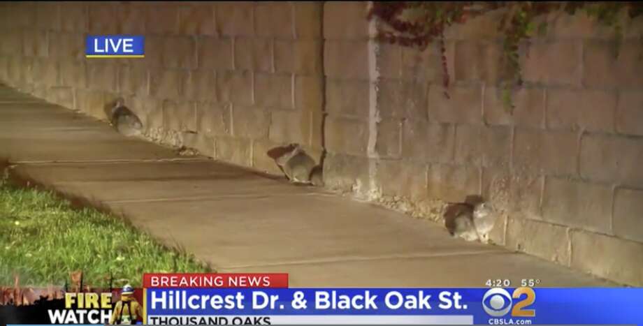 A group of wild rabbits were forced to flee their habitats and enter the city of Thousand Oaks as the Woosley Fire continued to spread. Photo: CBS2