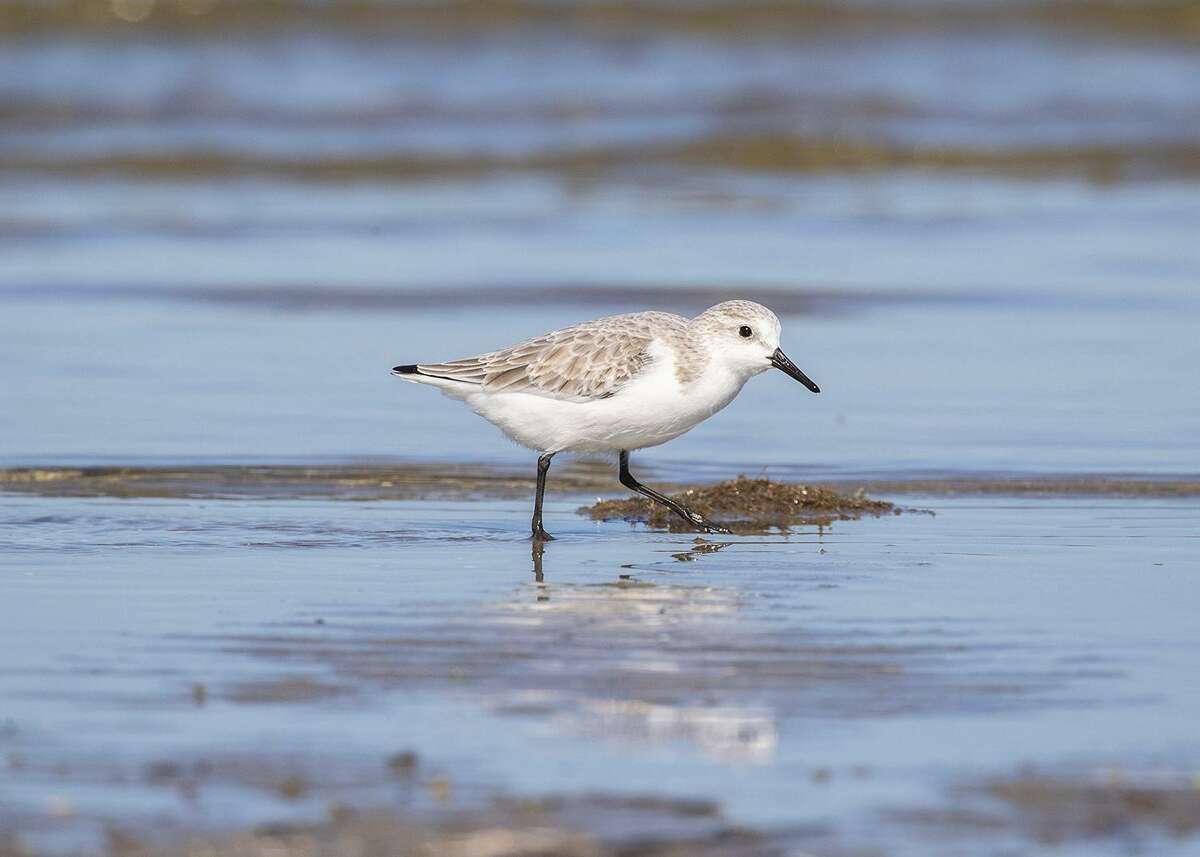 Galveston is birder’s — and lover’s — paradise