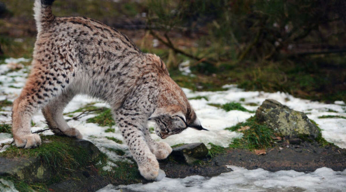 Lynx Colorada 11 incredible winter wildlife encounters in the West