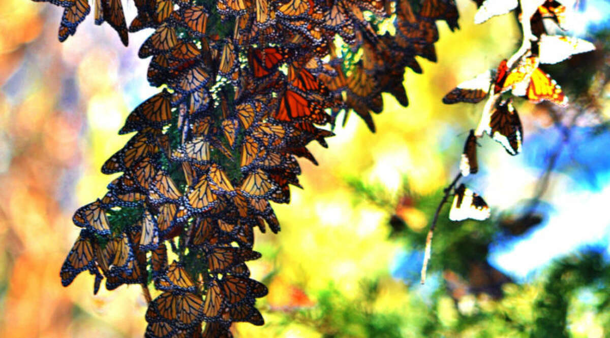 Monarch Butterfly Grove "The Pismo Beach Monarch Butterfly Grove is one of only five sites in the state that has counts of over 10,000 butterflies annually," according to Visit California. The orange-winged insects stop here from late October to February on the winter migration and cluster in the eucalyptus trees.  400 S Dolliver St., Pismo Beach
