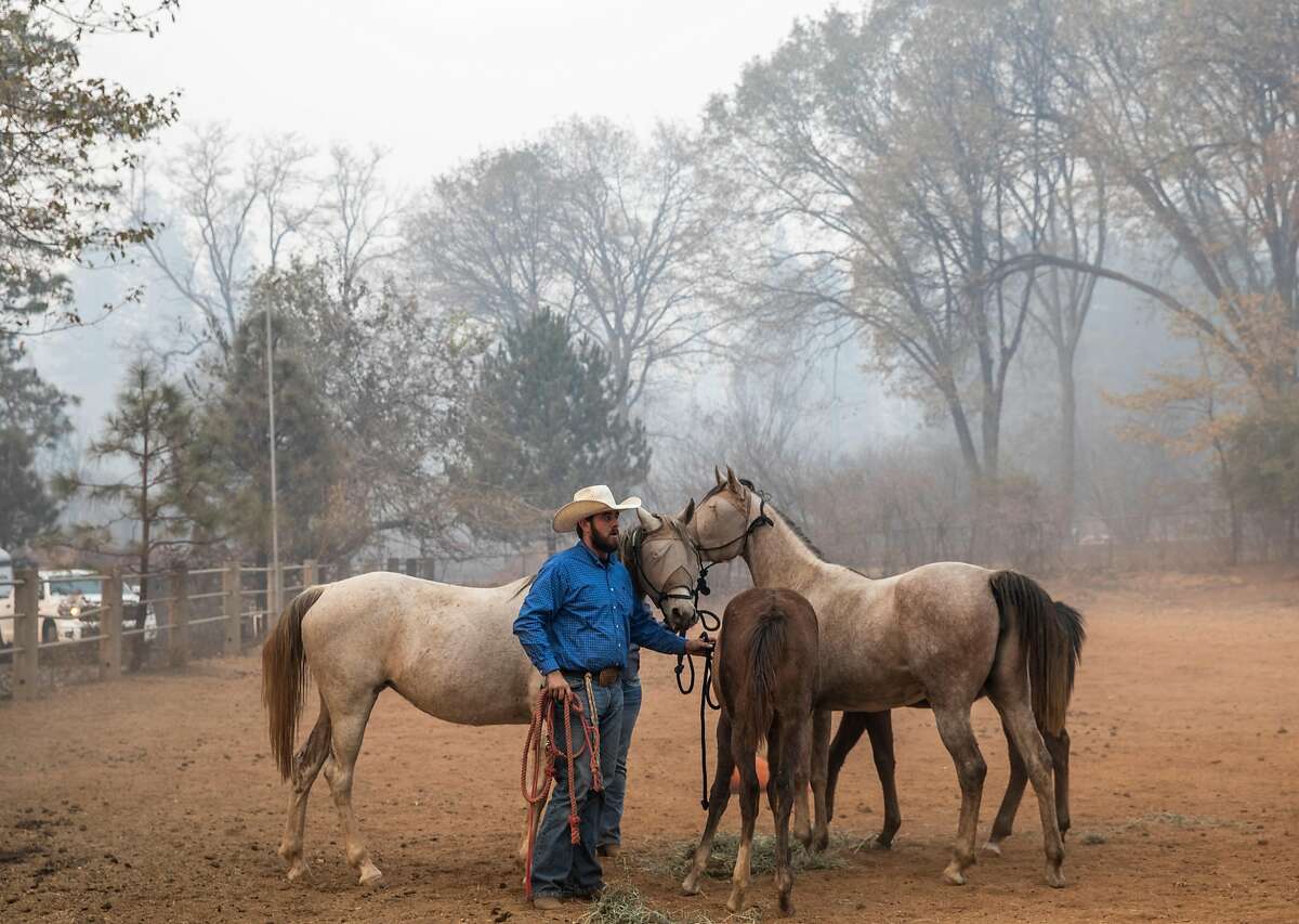 Bennett Josiassen stands with a huddle of horses left behind after the Camp Fire ripped through Paradise, Calif. as a group of volunteers rescues them from Maple Leaf Lane in Paradise, Calif. Saturday, Nov. 10, 2018.