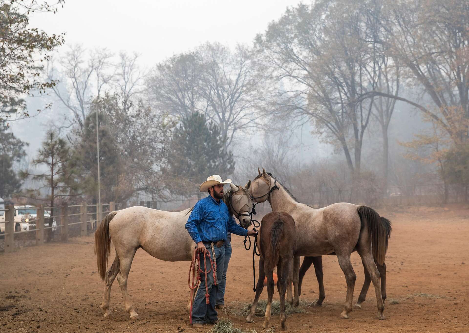 Cowboy volunteers ride to the rescue of horses and other animals from ...