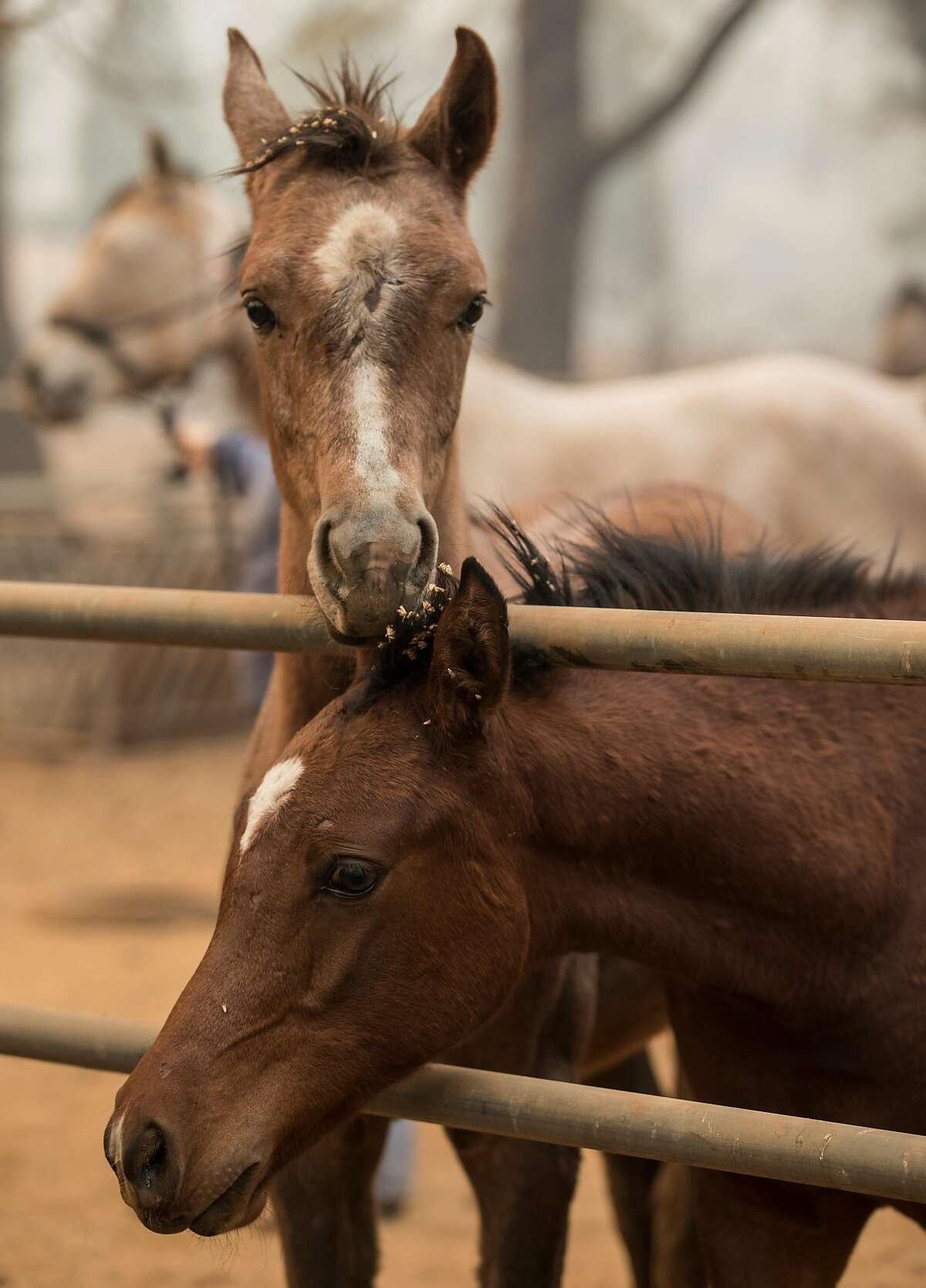 Two horses stand side by side while they are rescued by a group of volunteers after the Camp Fire ripped through Paradise, Calif. near Maple Leaf Lane Saturday, Nov. 10, 2018.