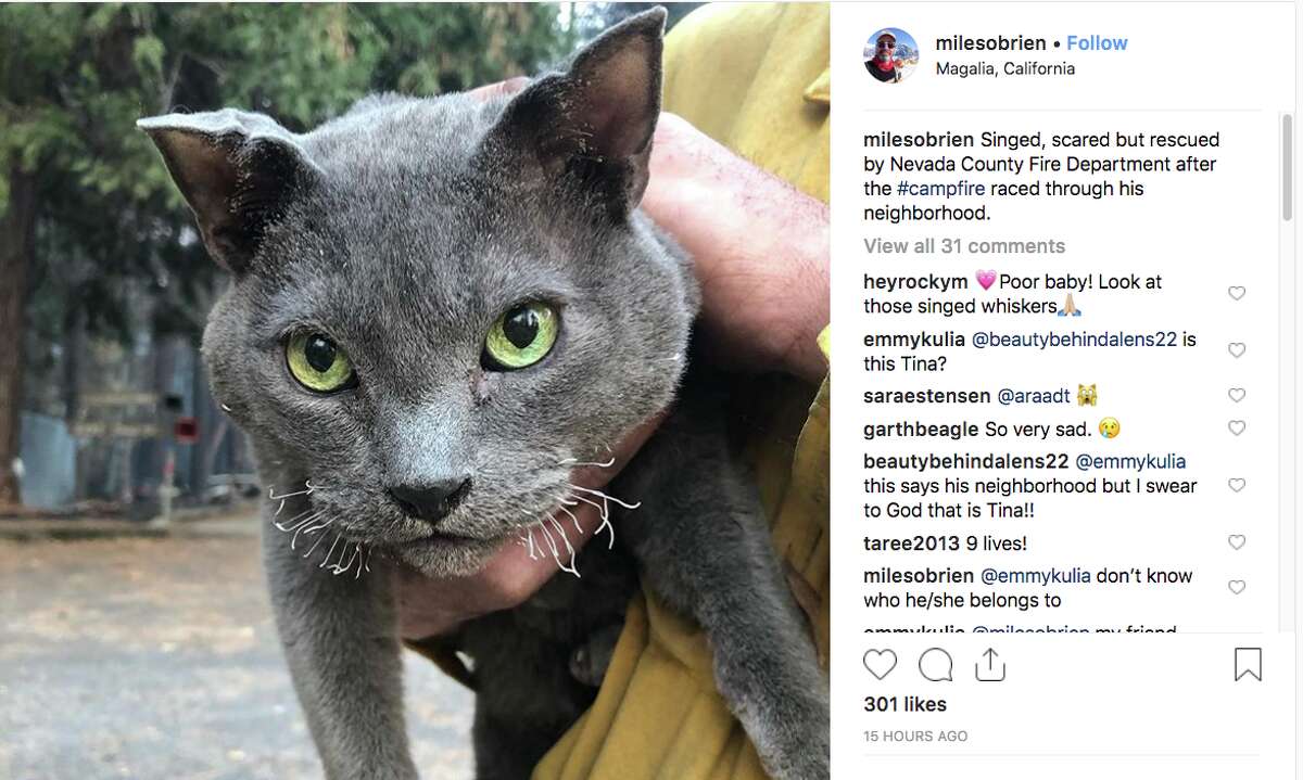 People are posting photos of animals lost in the Camp Fire in hopes of tracking down the owners. Many lost animals are at the Chico Municipal Airport where a temporary animal shelter has been created.
