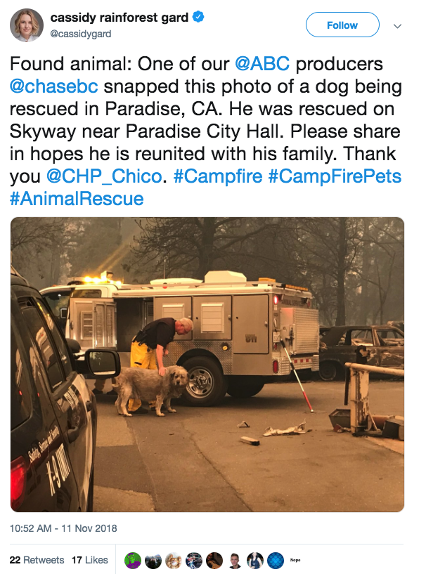 Do you recognize any of these lost pets displaced by Camp Fire?