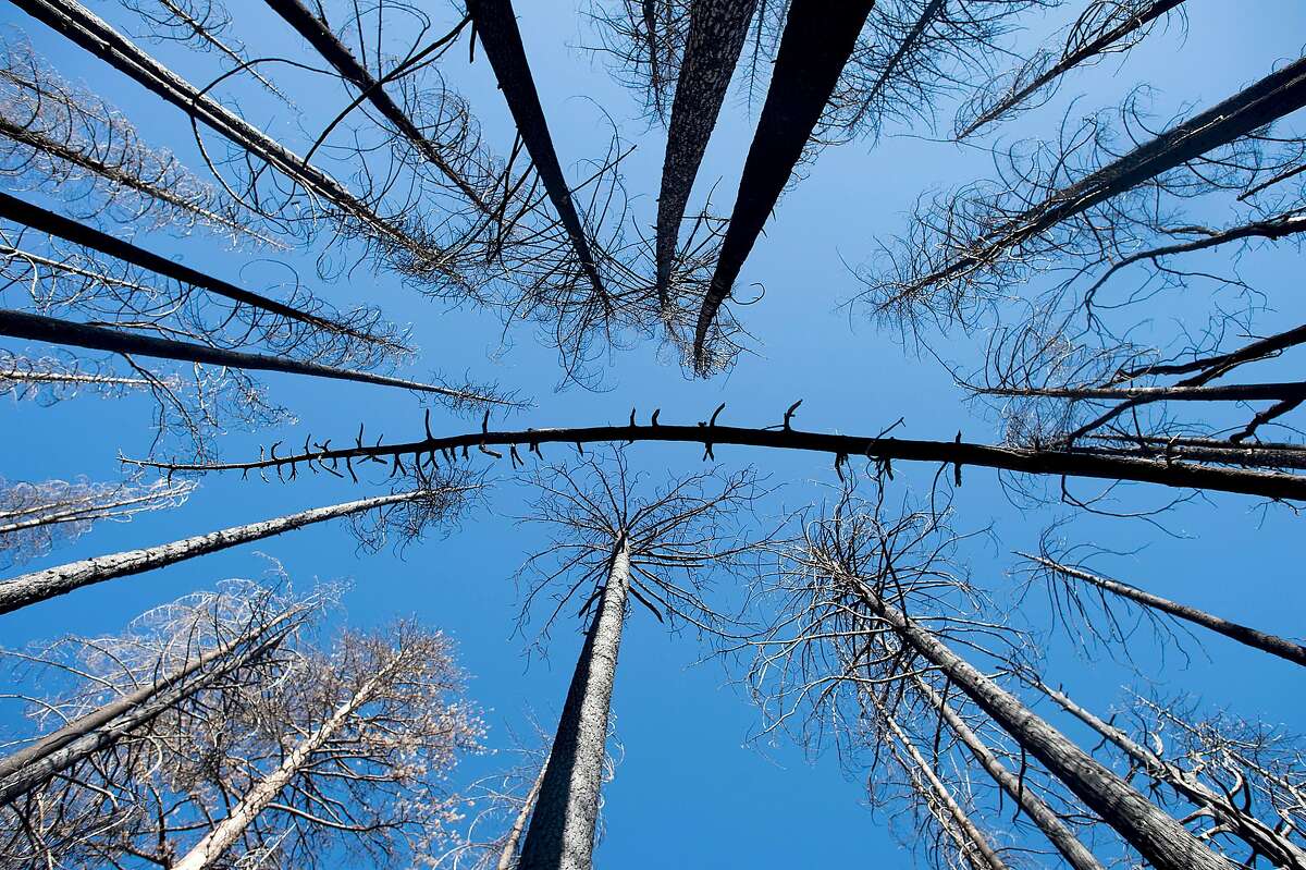 FILE -- Standing dead trees, called snags, in an area burned in the Rim Fire in California, July 7, 2016. A scientific debate is intensifying over whether too much money and too many lives are lost fighting forest fires, which biologists say are beneficial to hundreds of plants and animals. (Noah Berger/The New York Times)