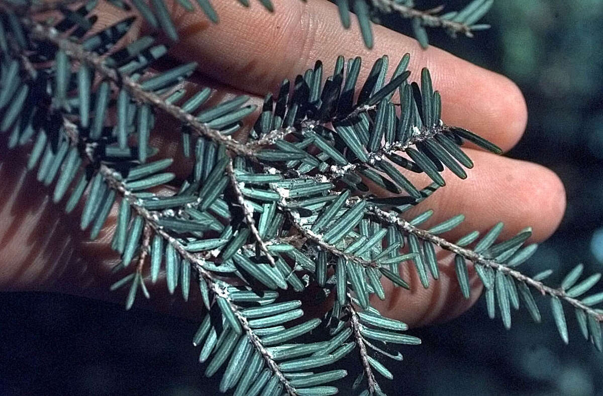 In June of 2000, David Pachan, a forest technician with the NYS Department of Environmental Conservation, held a hemlock tree branch infested with Hemlock Woolly Adelgids (the white stuff at joints of leaves) prior to unleashing Adelgid predator beetles to attack the Hemlock Woolly Adelgids in West Shokan, New York.