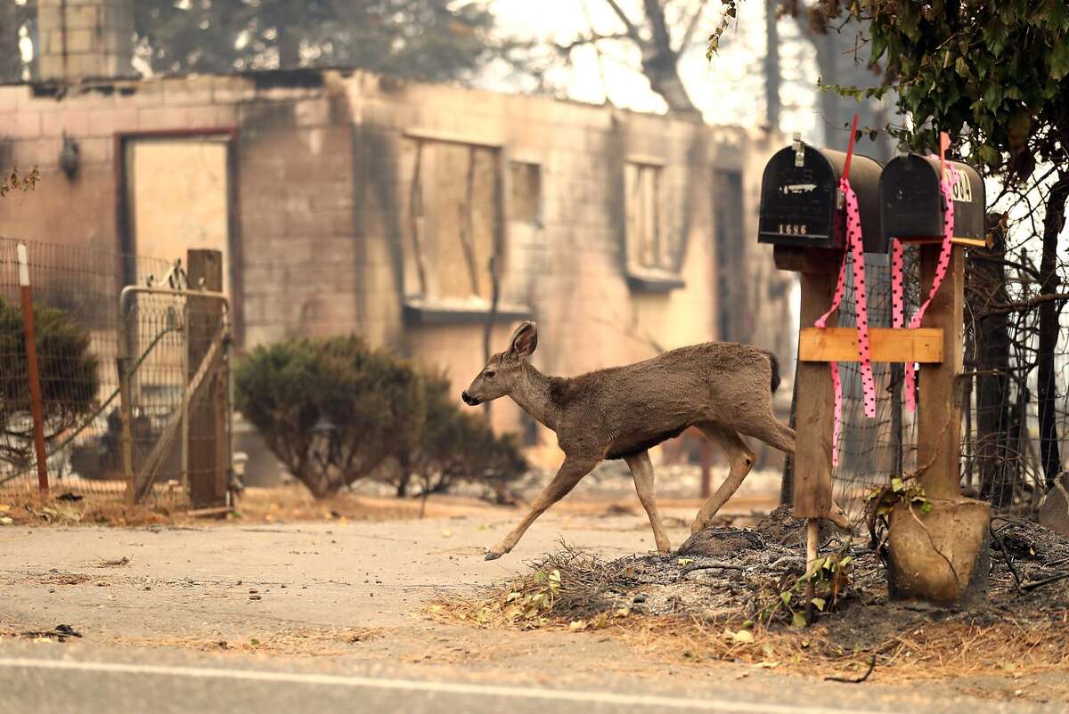 As Camp Fire death toll rises, families mourn losses