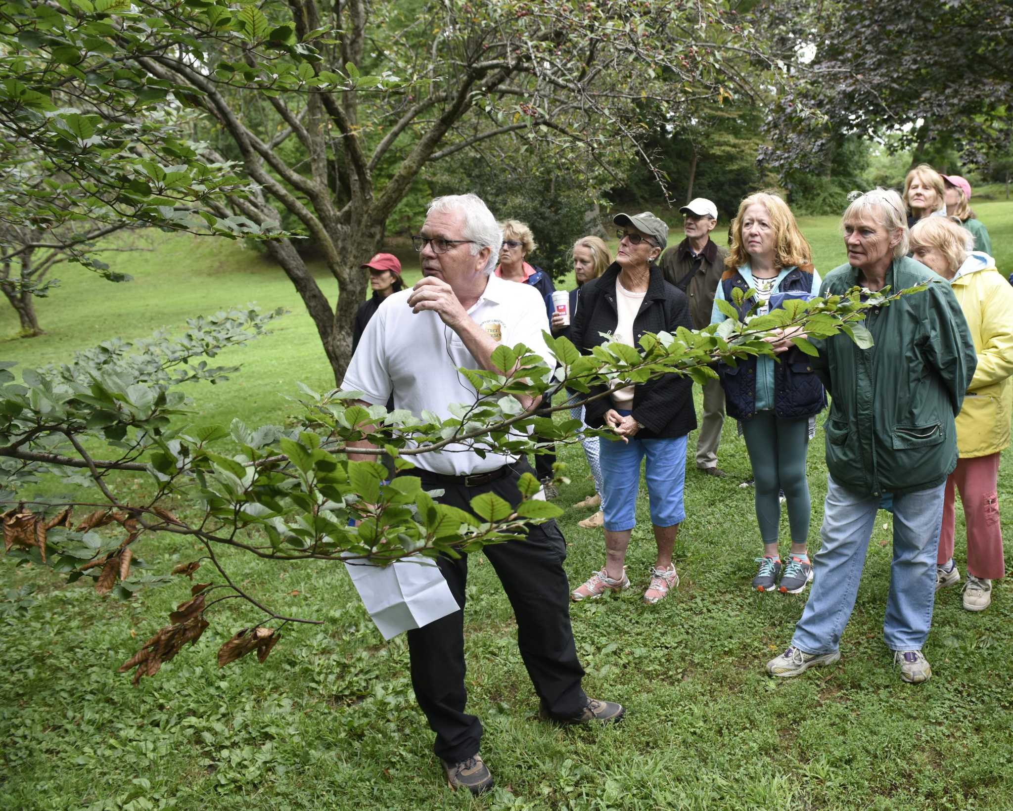 Oped Town searches for a new tree warden