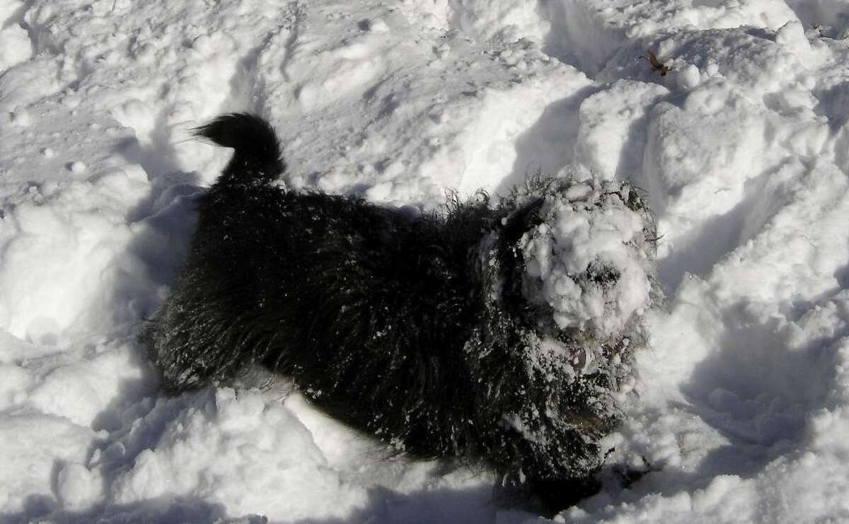 FINALIST: "My boy Muggsy. He loved the snow." Sent by Elaine Wieczorek. (Provided)