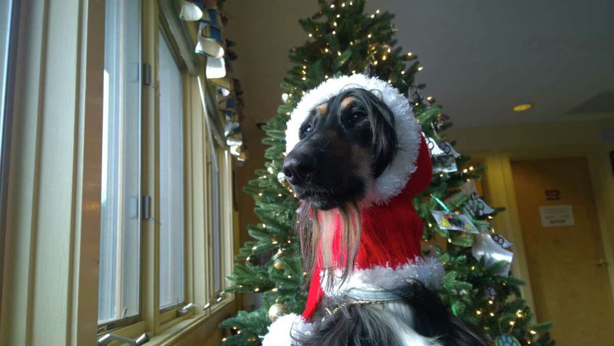 FINALIST: Mary Morris submitted this festive picture of Mason for the #upstateholidaypets contest. (Provided)