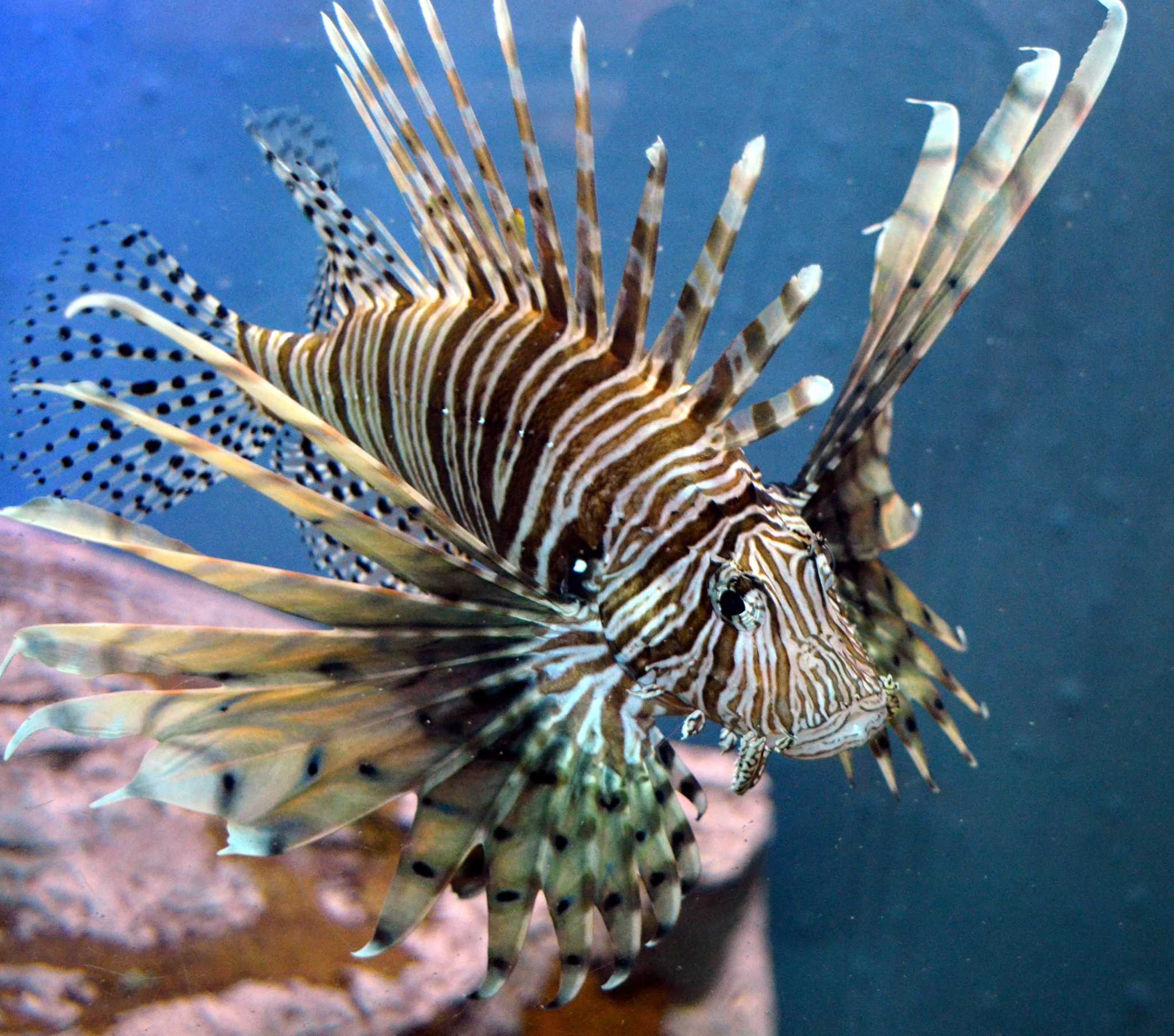 Lionfish. Common Lionfish. Lionfish негв. Подводный Лось.