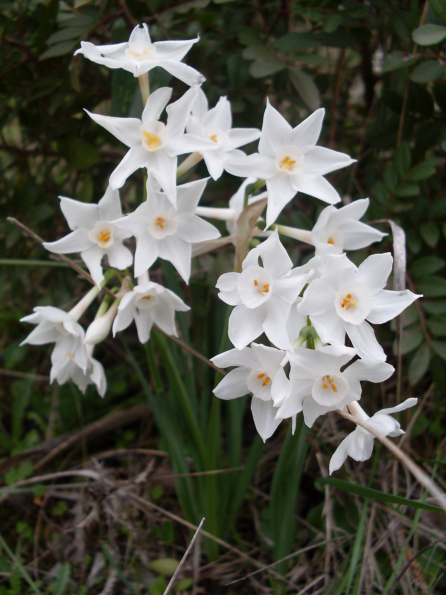 Bring holiday cheer with forced indoor bulbs