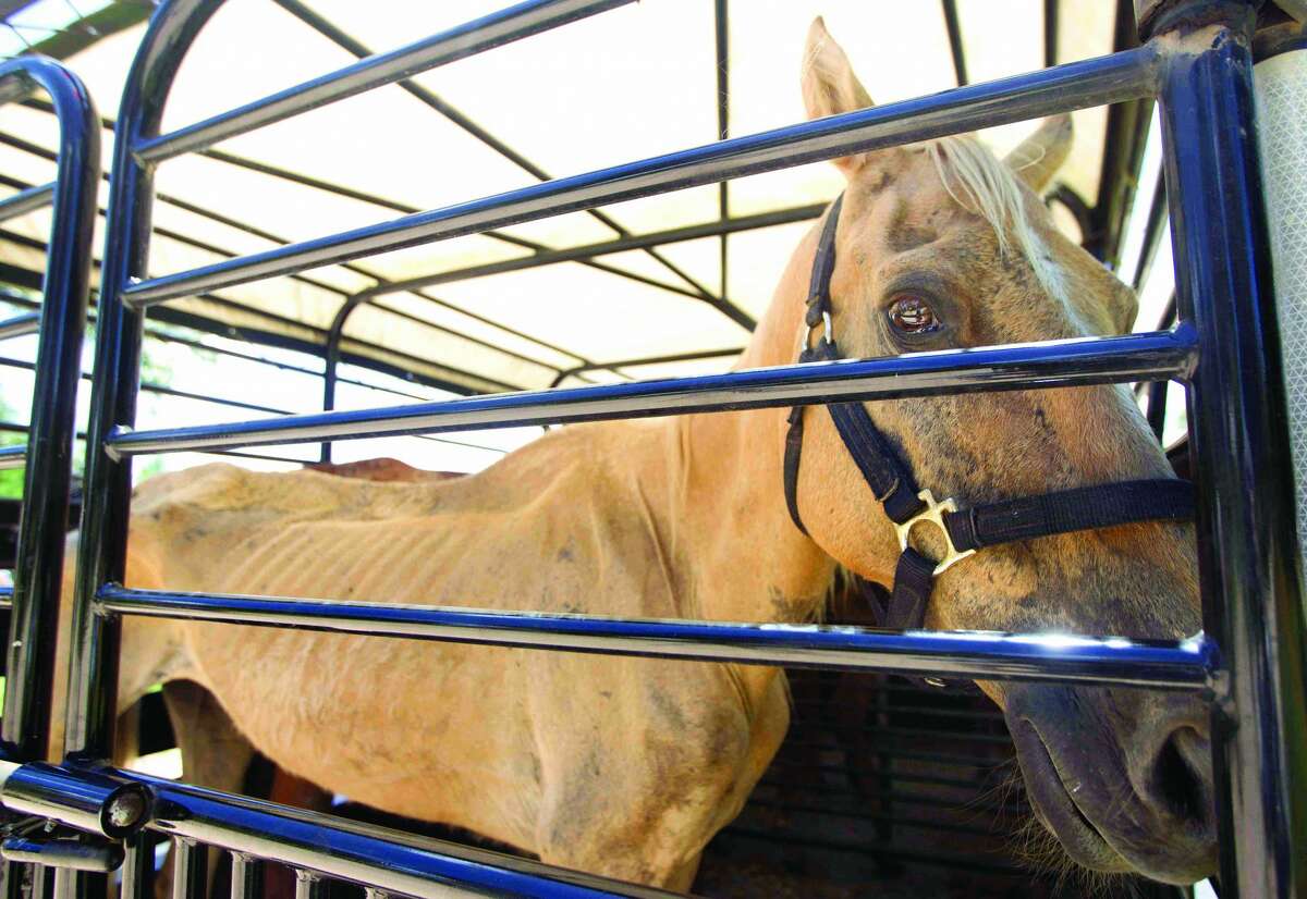 Houston SPCA volunteers transport the most critical horses in need of veterinary care from Calico Dairy  in Montgomery County on Thursday, June 25, 2015