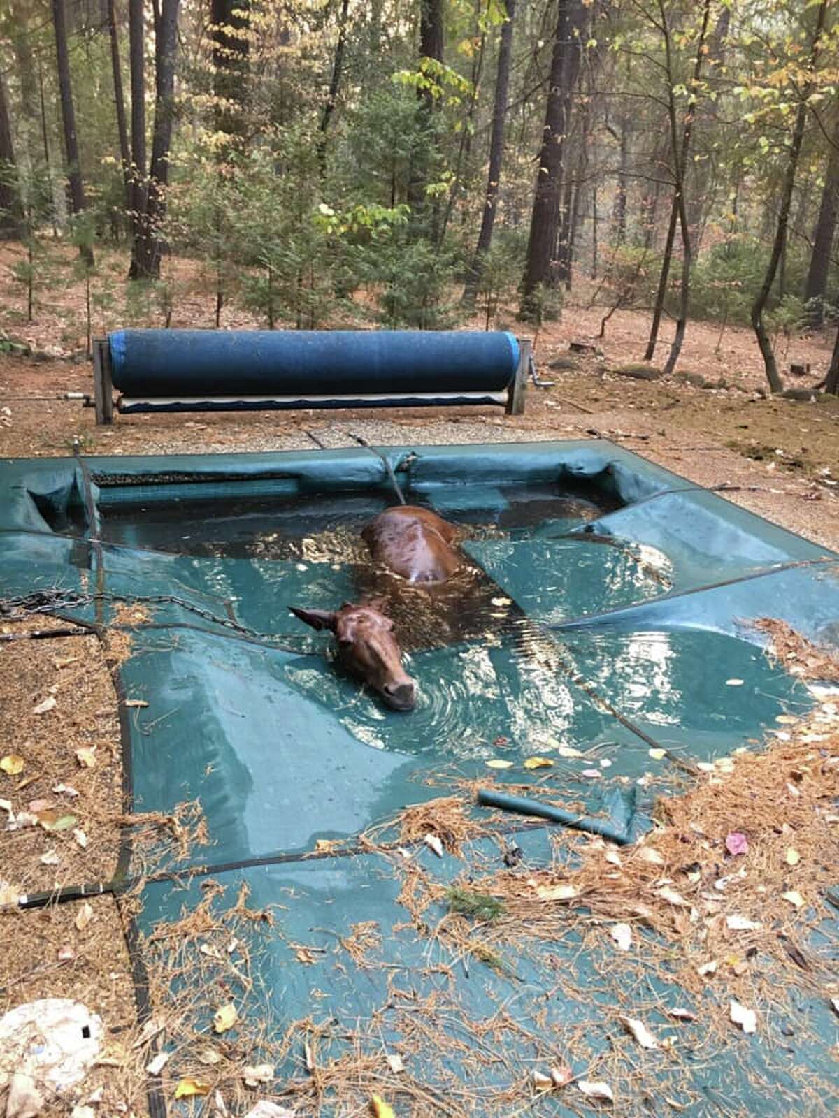 Jeff Hill and Geoff Sheldon rescue a horse they found in a backyard pool in Paradise. The horse was stranded in the water for an unknown amount of time when Hill and Sheldon found it Sunday.