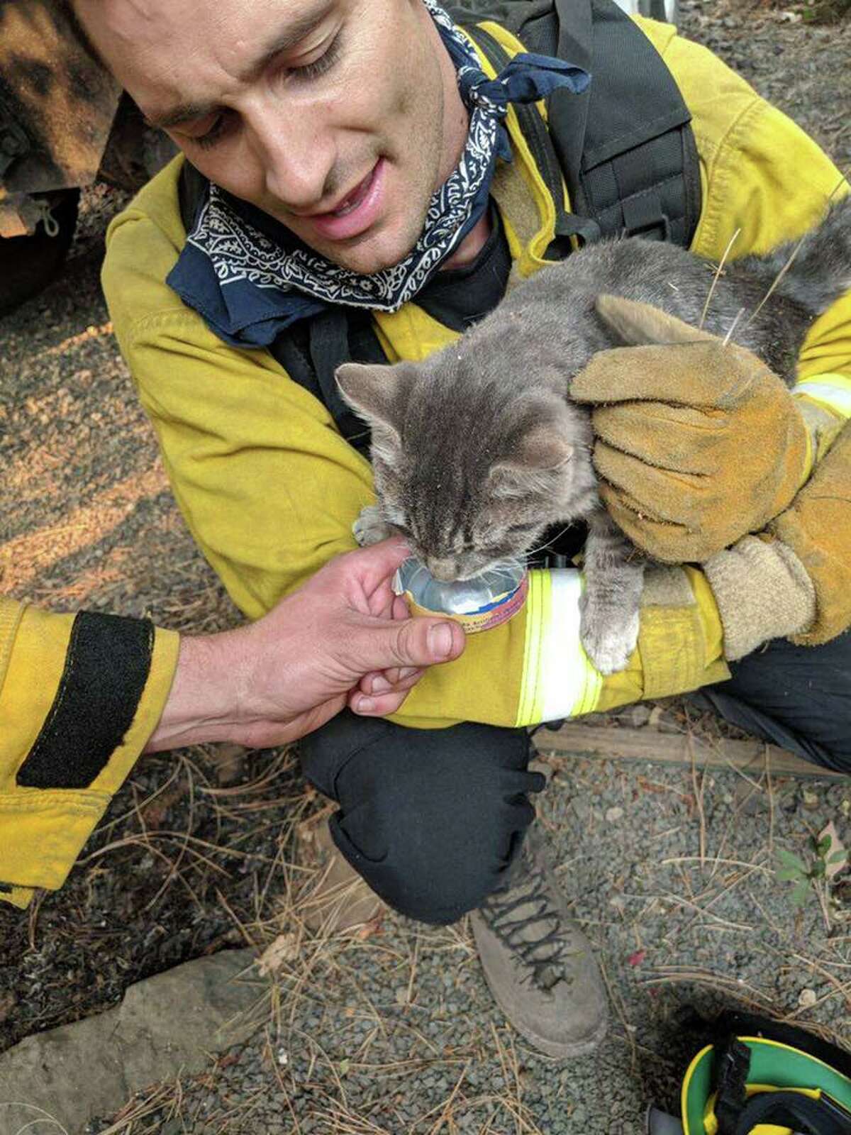 Firefighters from the Foster City Fire Department who were sent to Butte County to battle the Camp Fire rescued an injured cat.