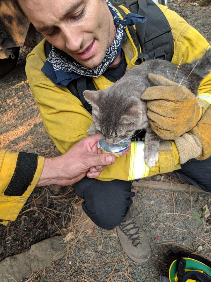 Cats affected by Milepost 97 Fire head to Cat Adoption Team - Cat