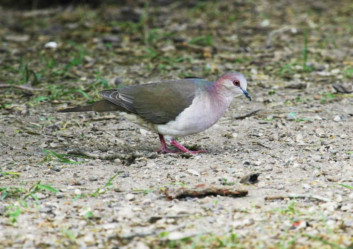 White-tipped doves, found in the United States only in and adjacent to the Rio Grande Valley, are one of the often little-known or recognized upland game birds that give Texas wingshooters perhaps the most diversity in the nation.