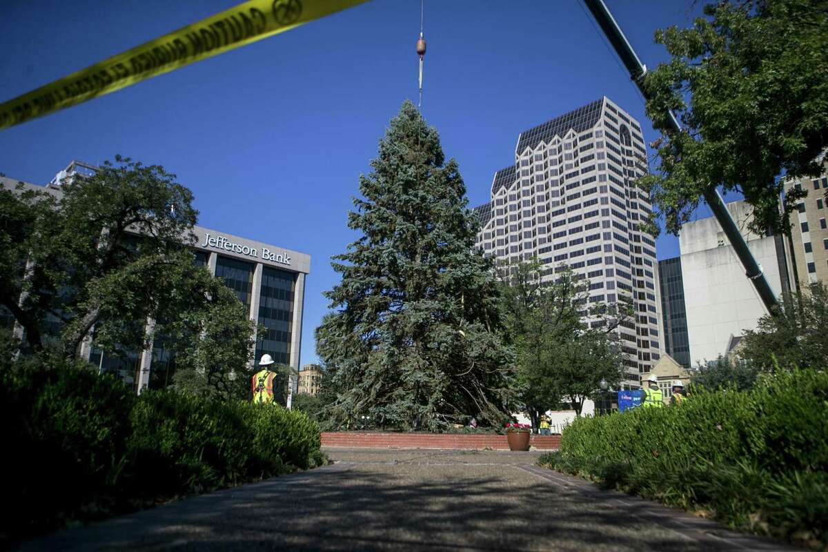 The city’s official Christmas tree is placed in Travis Park in downtown San Antonio on Nov. 14, 2018. The 50-foot-tall blue spruce arrived from northwestern Michigan after being picked by H-E-B's Texas Backyard team. The tree will be decorated in preparation for the tree lighting celebration Nov. 23 at the Park.