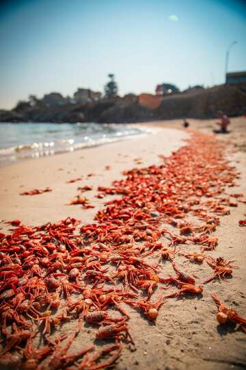 Mass Stranding Of Bright Red Crabs In Monterey Signals