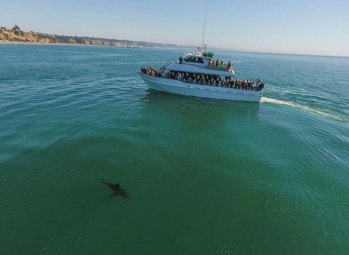 Tourists watch a white shark in the shallows at Soquel Cove off the coast of Aptos.