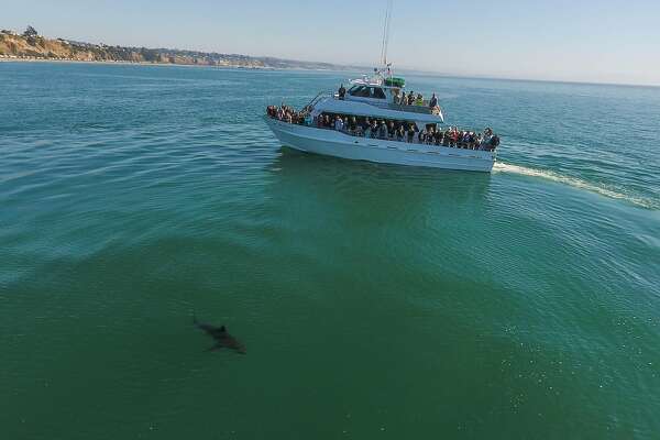 Great white sharks show up in huge numbers along the coast