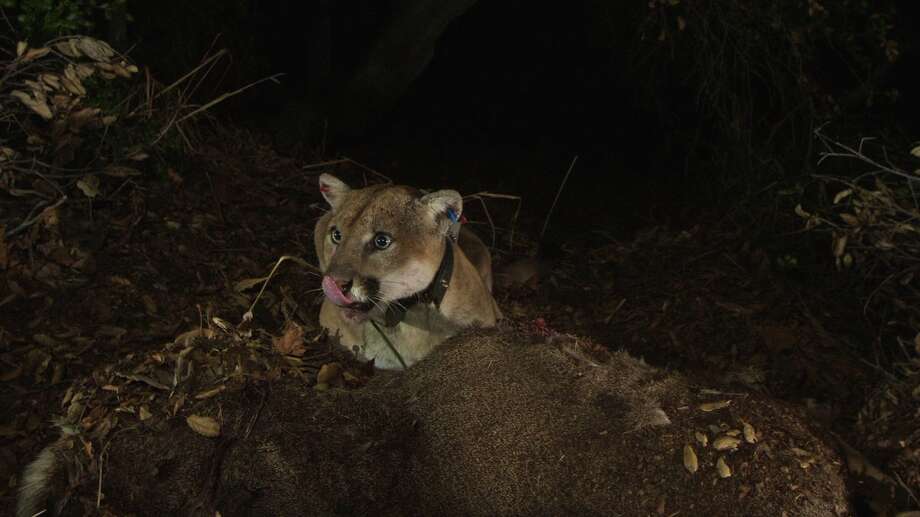 Mountain lion P-22 was unaccounted for after the Woolsey Fire but has since been located. Click through the gallery to see photos that show the fire's impact. Photo: Santa Monica Mountains NRA