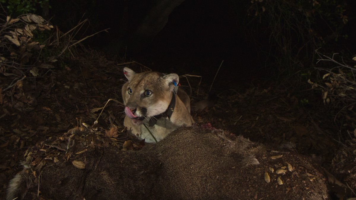 Your Safety in Mountain Lion Habitat - Point Reyes National