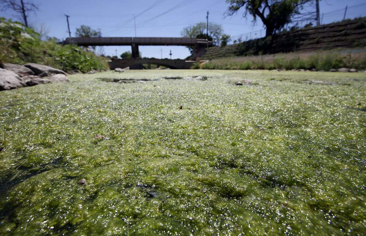 FOR METRO - The Mission Reach of the San Antonio River has seen fast growing mats of algae fueled by the nutrient-rich treated wastewater from the San Antonio Water System Monday April 11, 2011. (PHOTO BY EDWARD A. ORNELAS/eaornelas@express-news.net)