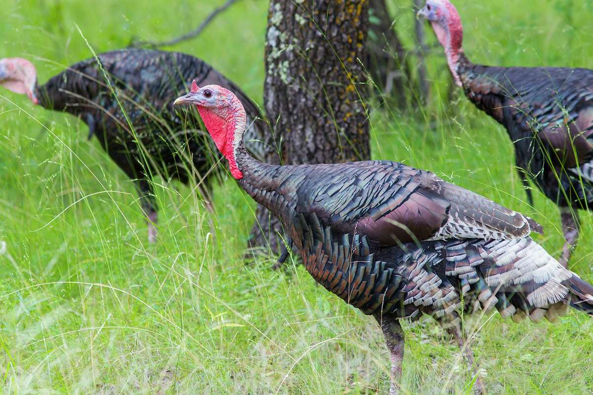 Texas Has Been Talking Turkey For Centuries
