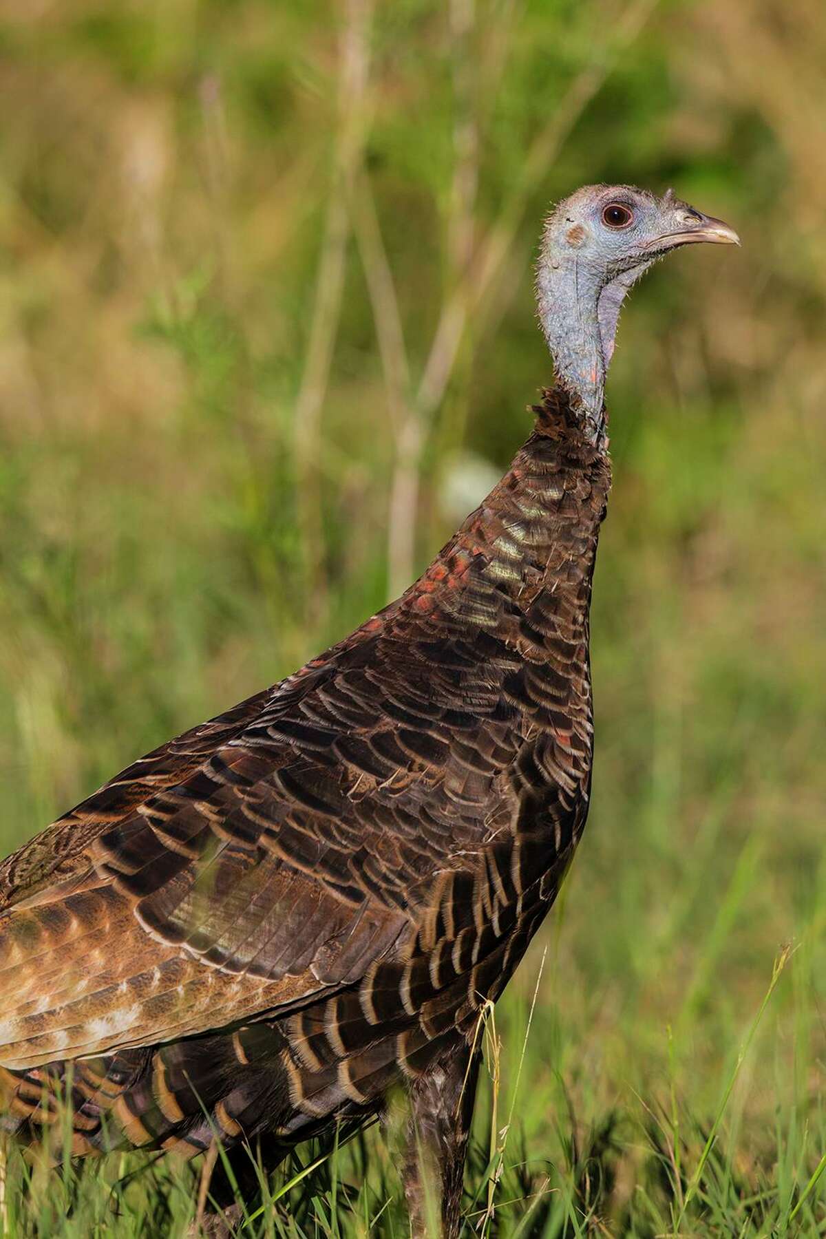 Wild turkeys are endemic to North America. European poultry farmers produced our domesticated barnyard turkeys.