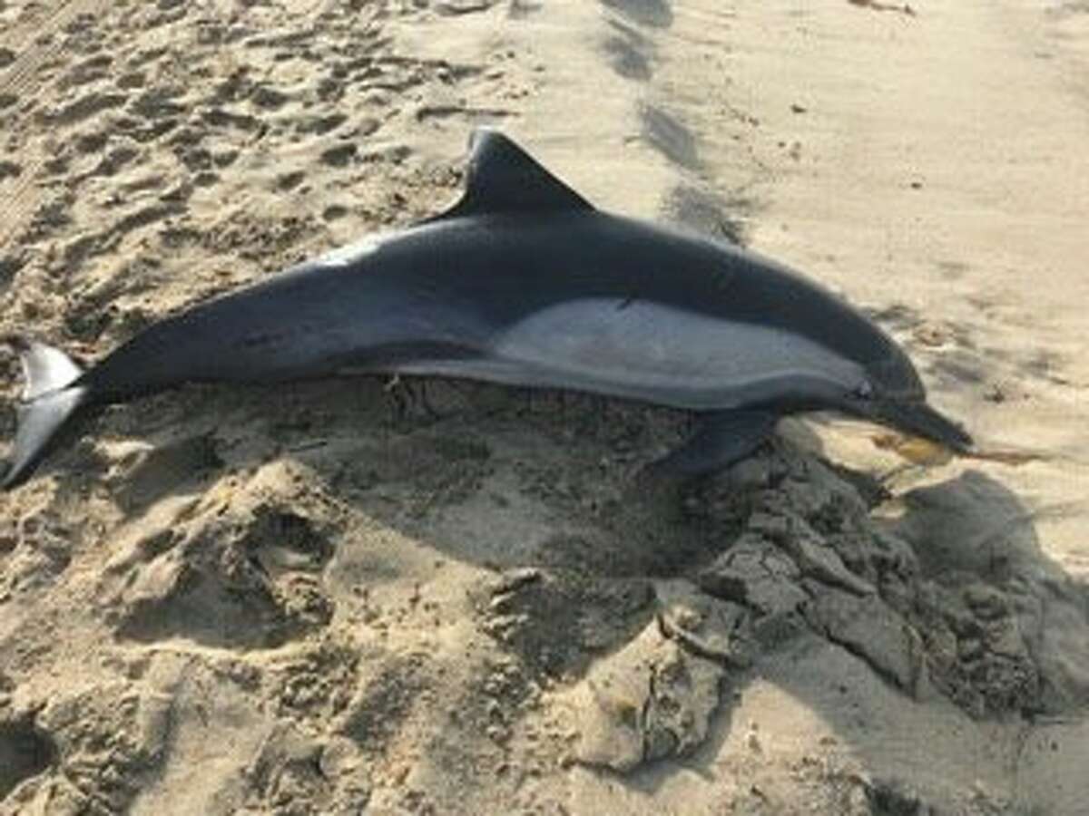 A dead dolphin with a gunshot wound washed up on Manhattan Beach.