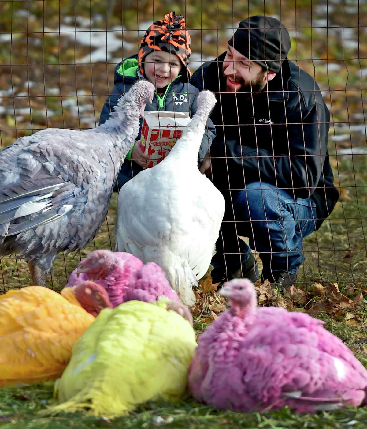 Colorful turkey's at Gozzi's Turkey Farm in Guilford