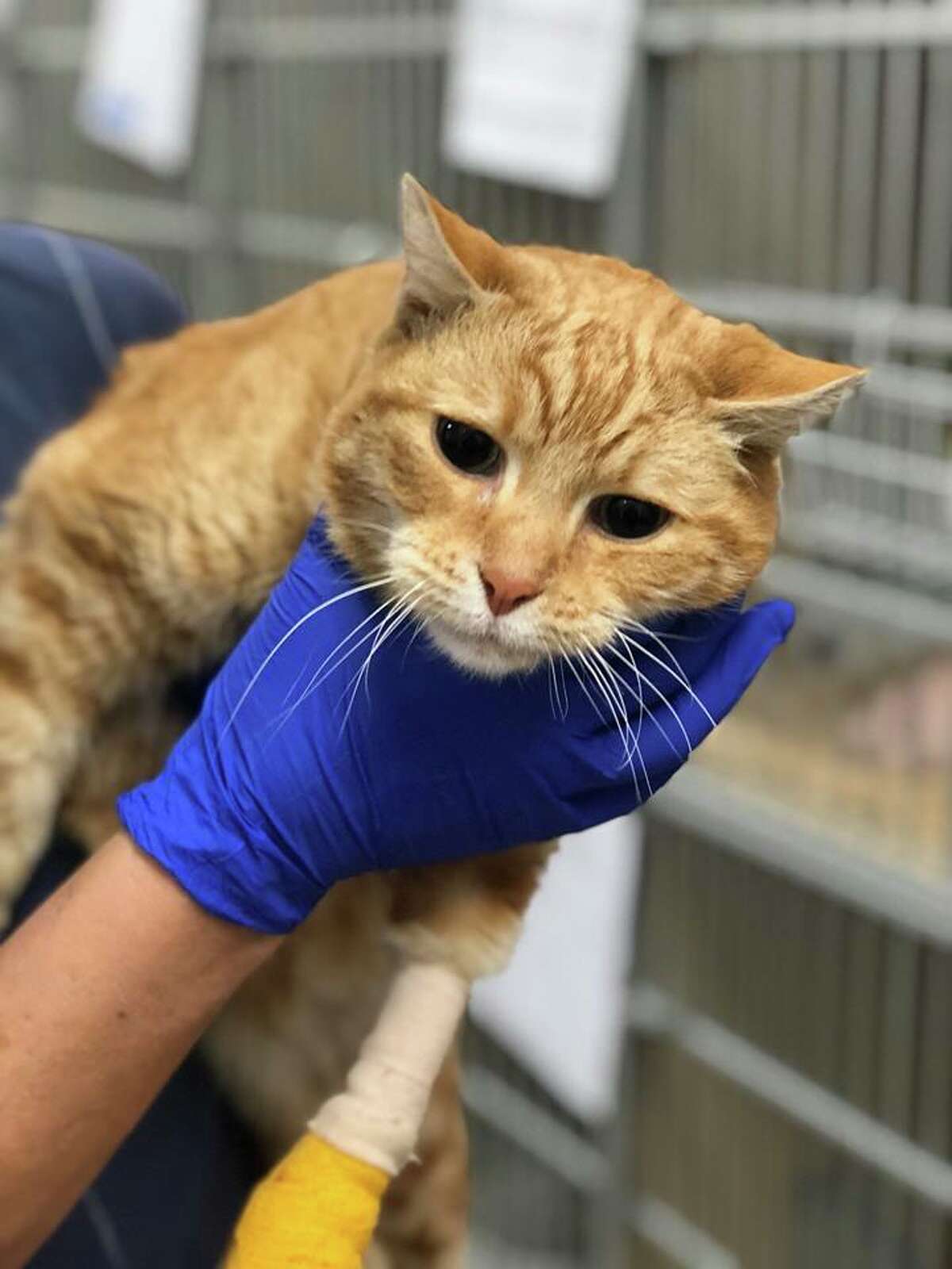 Male, neutered. SF SPCA ID: A40173430 SF SPCA given name (NOT the animal's real name): "Blake" If you believe this cat is yours, call SF SPCA at 415-554-3030.