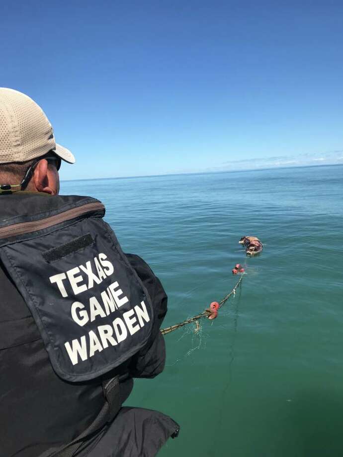 Dolphin, shark, numerous other fish found dead in illegal gill net off