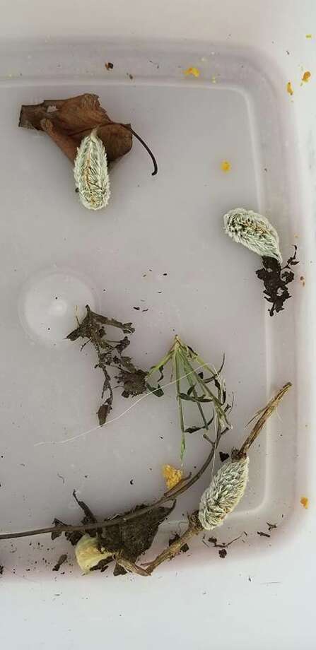 Asp Caterpillars On The Rise In Houston Can Really Hurt Your Kids
