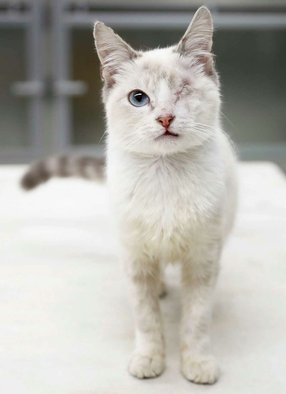 LEO (Animal ID: 376910) Leo is a 6-month-old Lilac Point kitten found with an injury to his eye that couldn’t be repaired, which was sugically removed, and now Leo loves to be held and petted, as well as chase toys and is available for adpotion from the Houston SPCA. Photographed Monday, Nov. 19, 2018, in Houston.